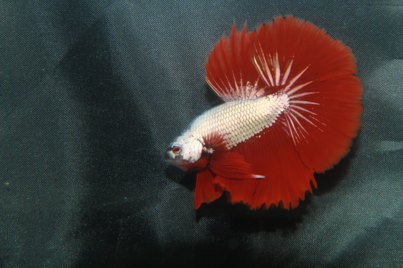 betta splendens "show betta" 824084IMG0563