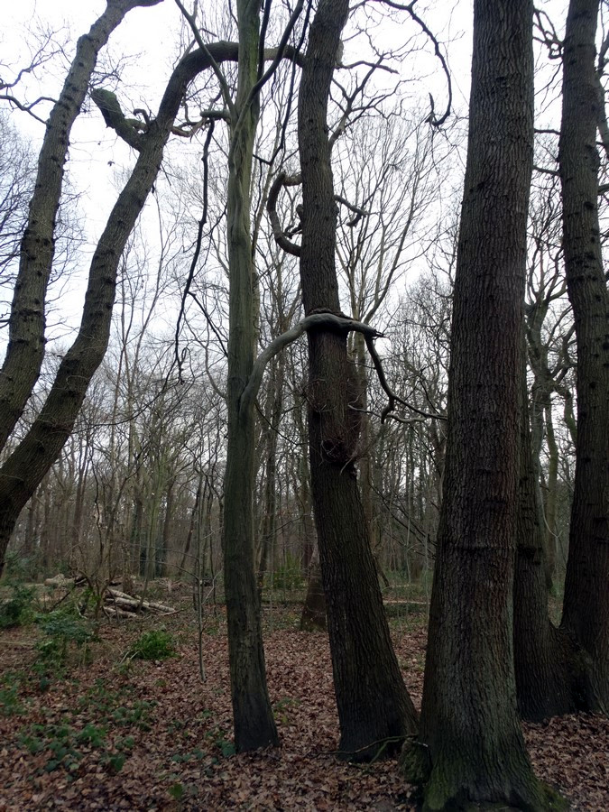 [fil ouvert] la forêt dans tous ses états - Page 12 825210014Copier