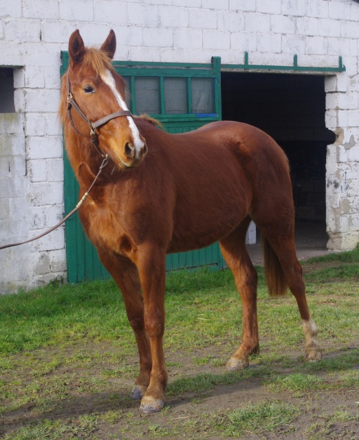 [PLACE JOSEPHINE] DUCJAN Un bébé sucre d'orge  825925ducjan9