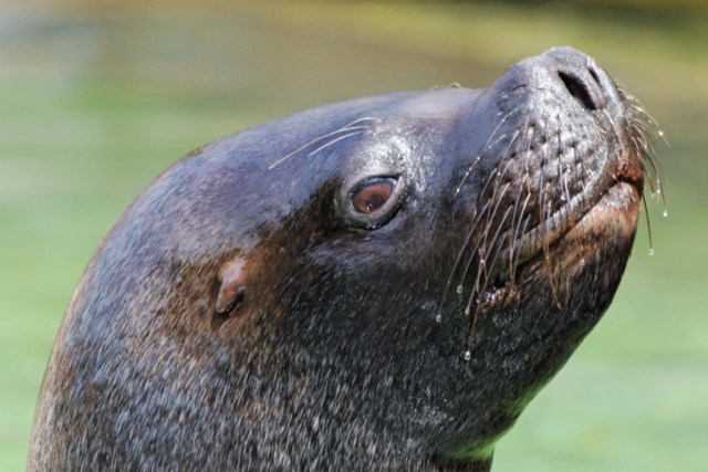 Zoo du Pal (Allier: Dompierre sur Besbre) 825927IMG_6030_DxO__640x480_