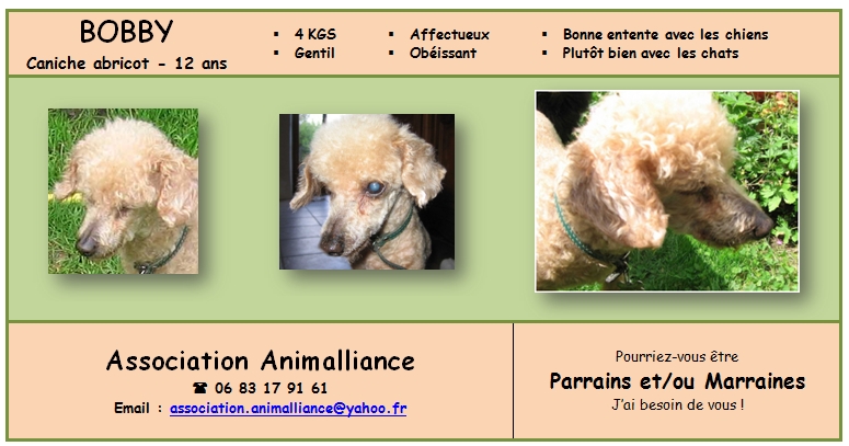 BOBBY CANICHE ABRICOT 12 ANS ANIMALLIANCE (21) 826557bobbyparrainage