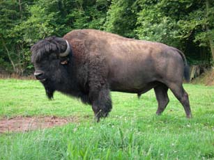 vire-tourisme 829094bison