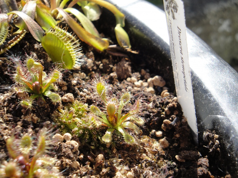 Drosera stenopetala 829697DSC08817