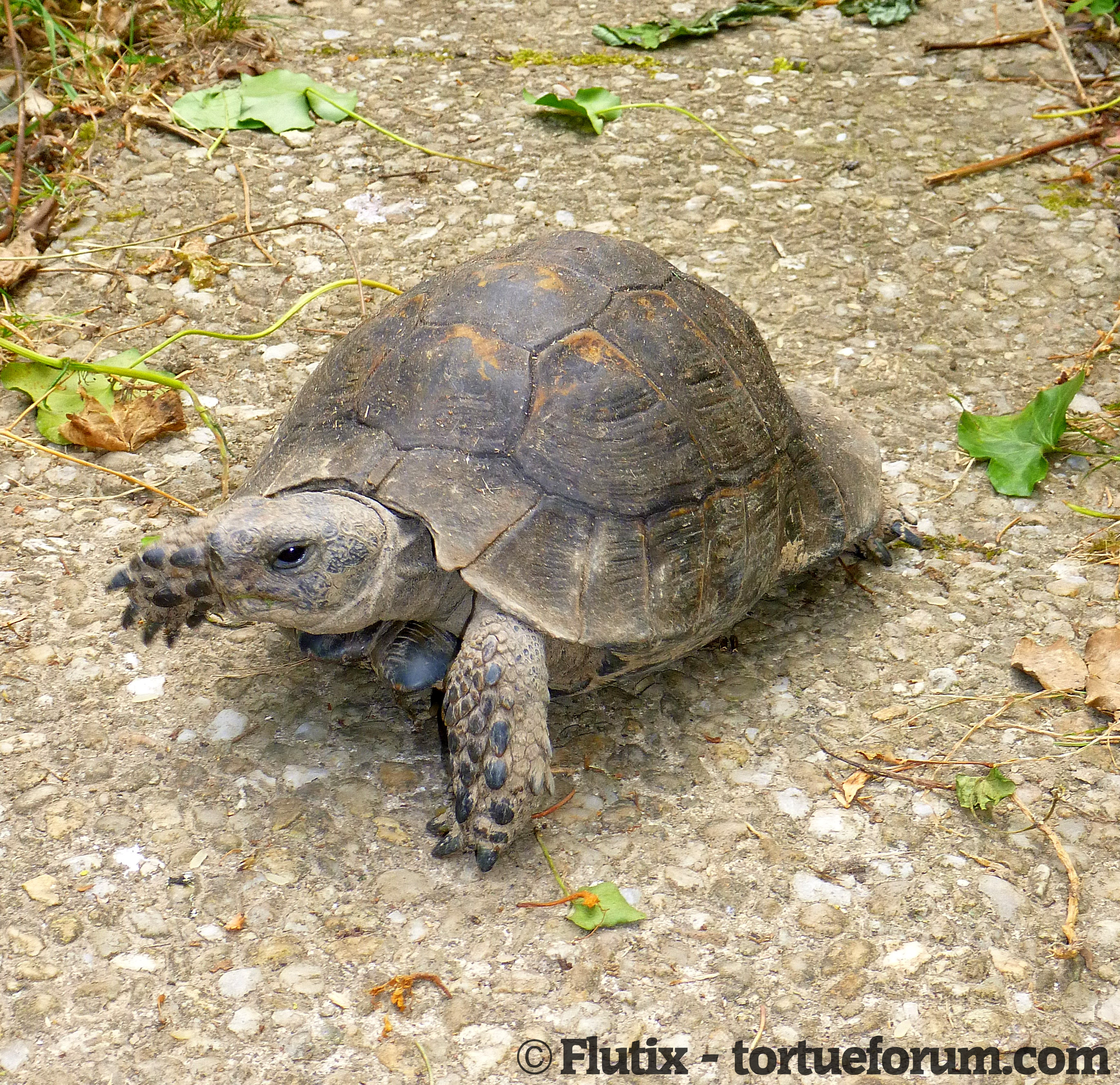 Tortue Testudo Ibera de 100 ans ? 830817P1050567copier