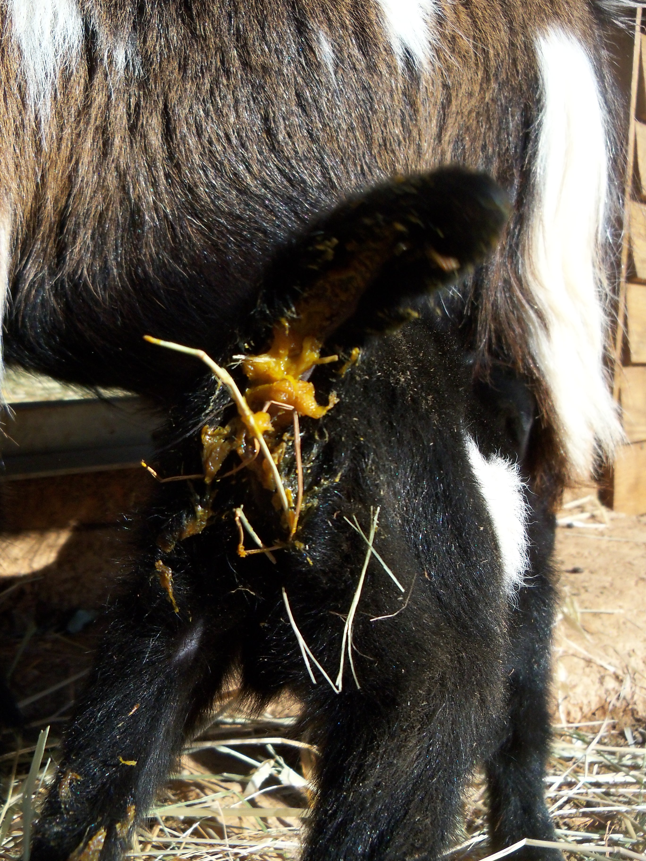 Diarrhée chevreau très jaune... 8313251004415