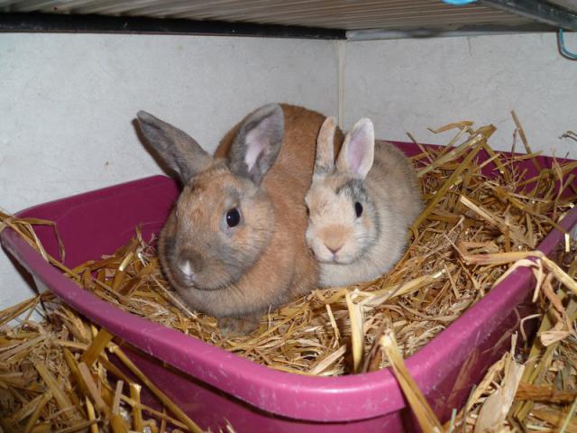 [Adoptées] CHITA et CHUKA, LAPINES, REFUGE FREE DPT (77) 831730P1000969