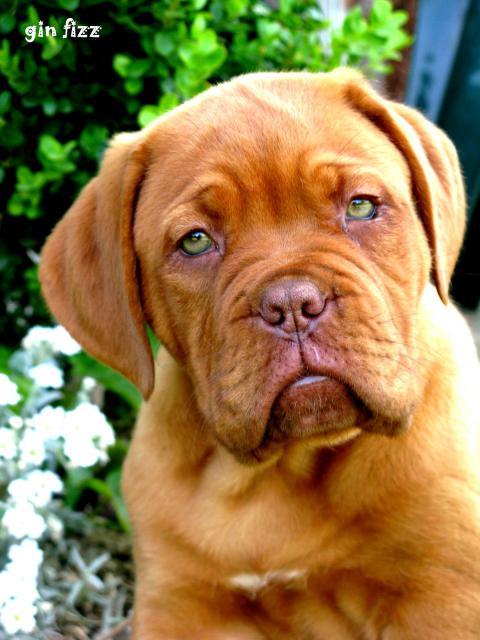 Chiots dogue de bordeaux LOF: Chili des pas de tacite et  Escroc des Gladiateurs du guesny - Page 3 832673IMG9069