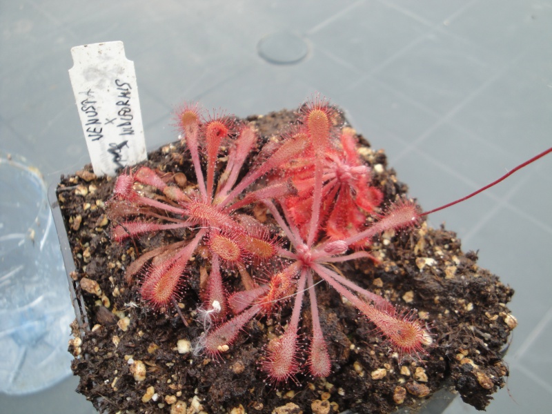 Drosera venusta x nidiformis 833309DSC02368