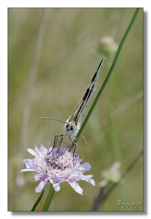 Fil ouvert - Proxi Insectes butinant 833707macro9