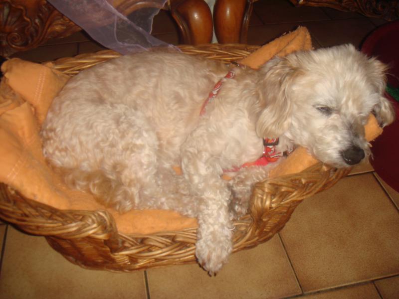 MILAINE F BICHON  12 ANS SPA GIEN (45) ADOPTEE PAR DAYSIE  835630DSC05786