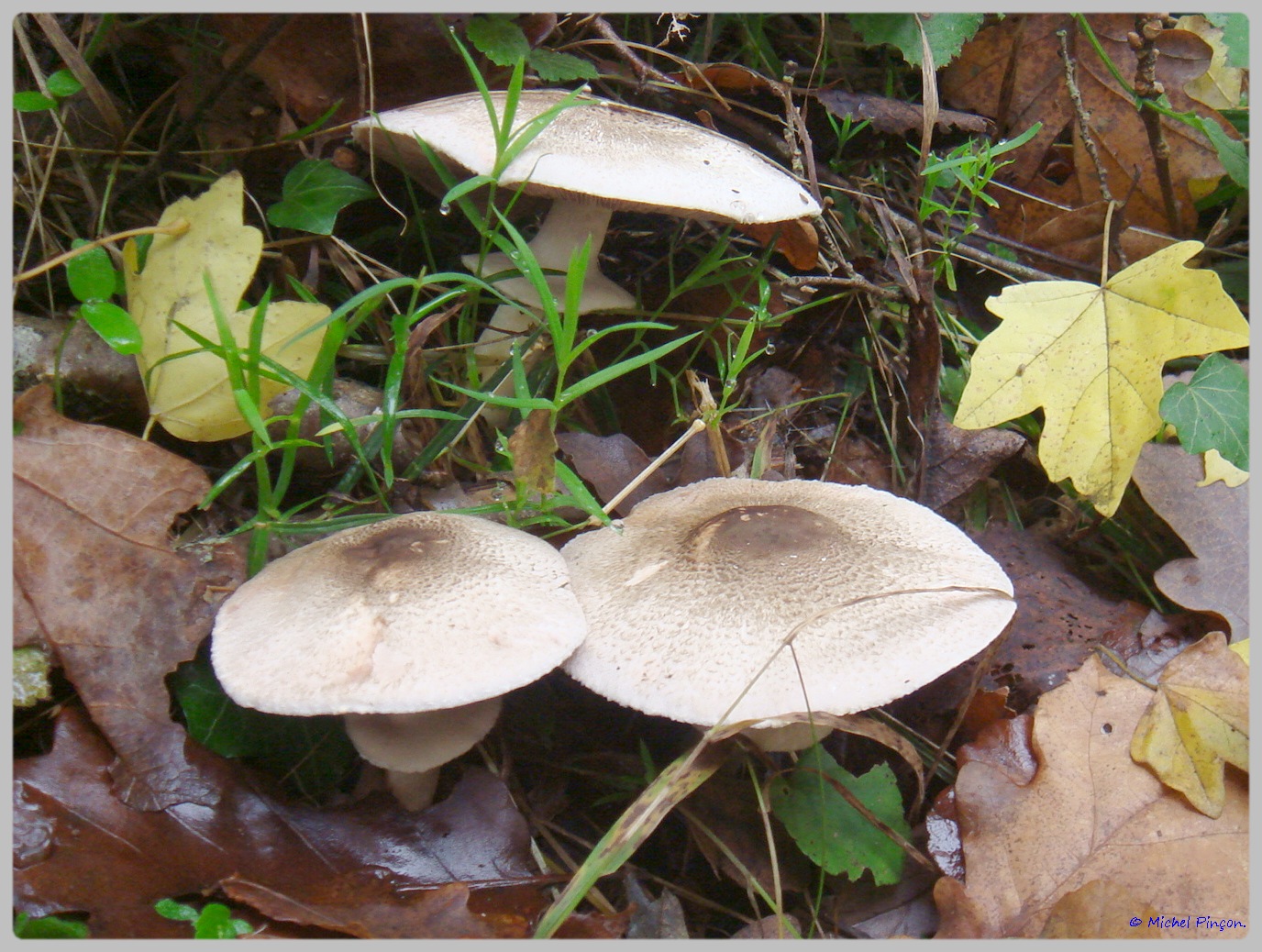 [fil ouvert] les champignons - Page 5 835759DSC011562