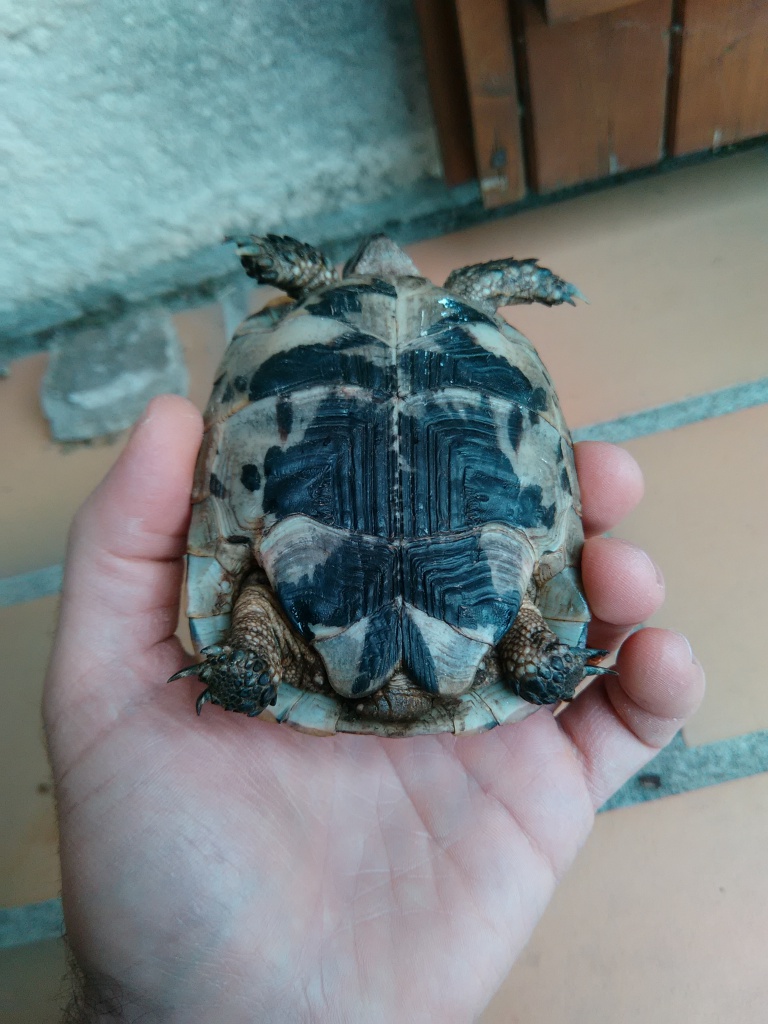 J'ai trouvé une tortue...  836820IMG20150905120841