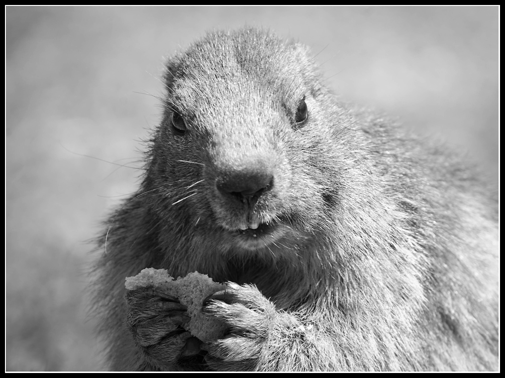 Marmottes en milieu naturel 836943IMGP1183