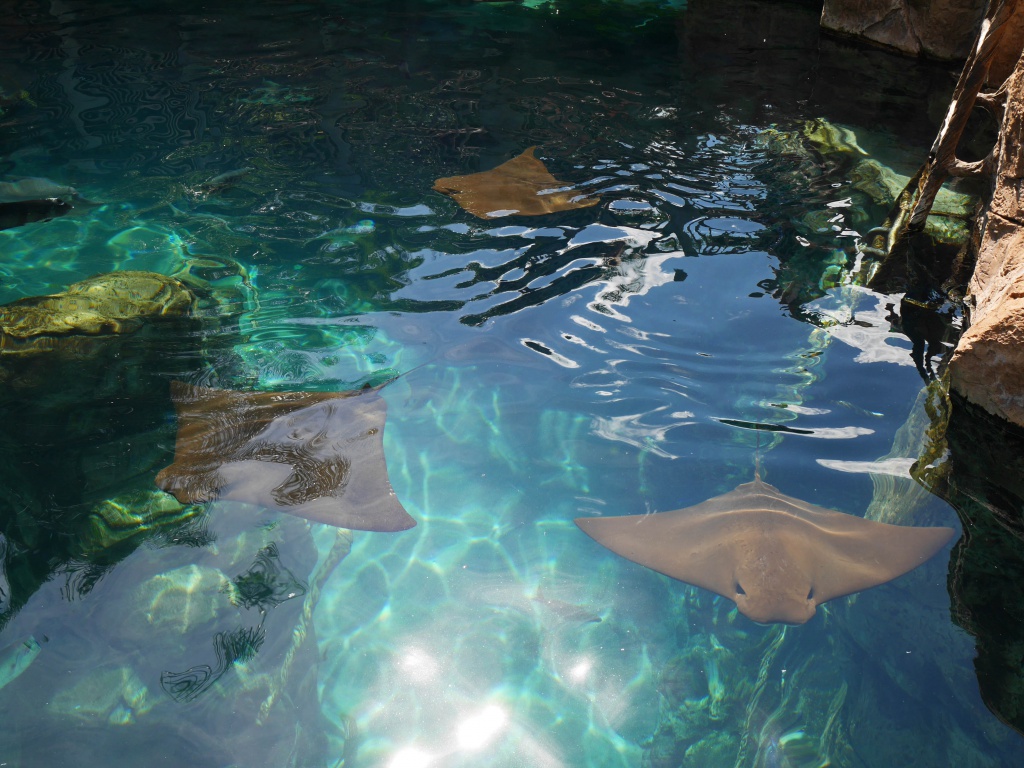 Une lune de miel à Orlando, septembre/octobre 2015 [WDW - Universal Resort - Seaworld Resort] - Page 9 837573P1050816