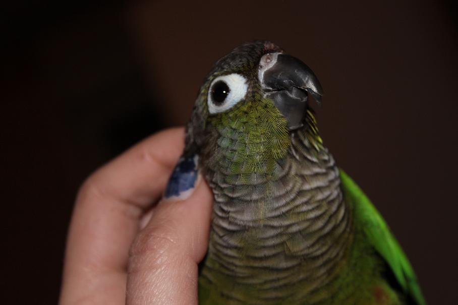 L'album d'Helly la crème des Conures ! - Page 3 838322IMG1244