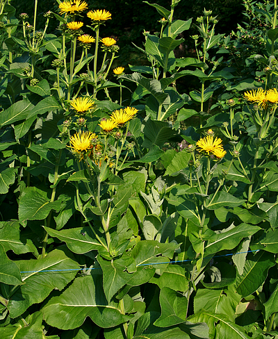 Planches Annotées des Plantes Utiles aux chevaux. - Page 16 838367inula