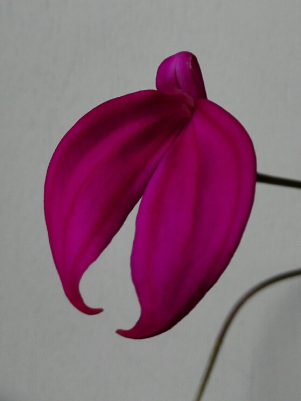 Masdevallia coccinea var. splendens 838708IMG20150625133753