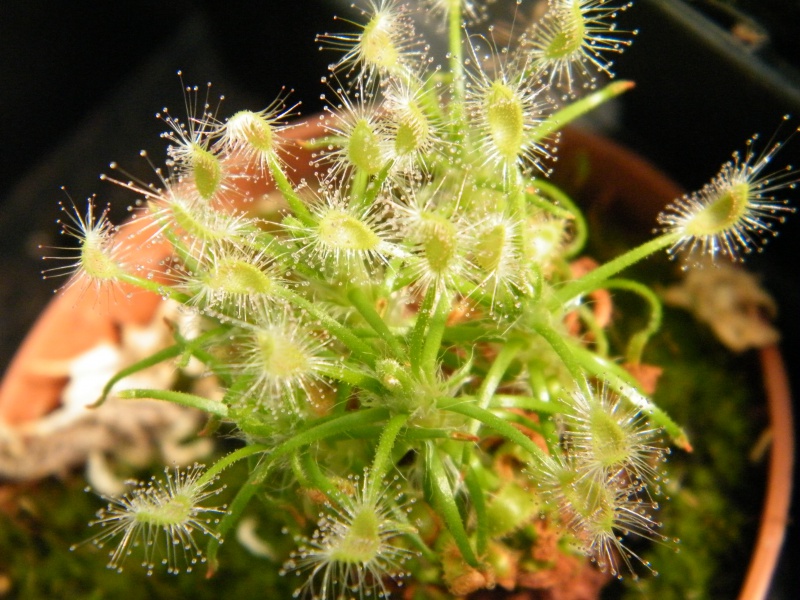 Drosera "Scorpioïde" (Pygmée) 83891920110924Gaelabeilles0014