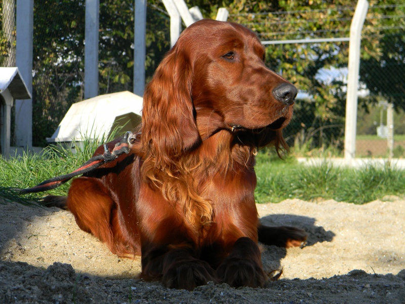 FAROUK Setter Irlandais 1 an shpa-lehavre 839249DSCN2586