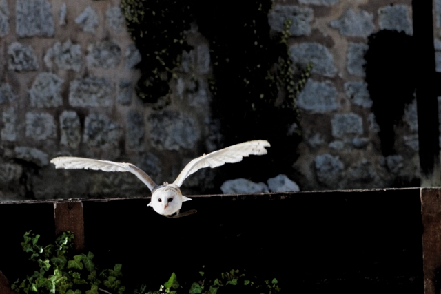 Les rapaces de Provins (77) 839432IMG_7211_DxO__640x480_