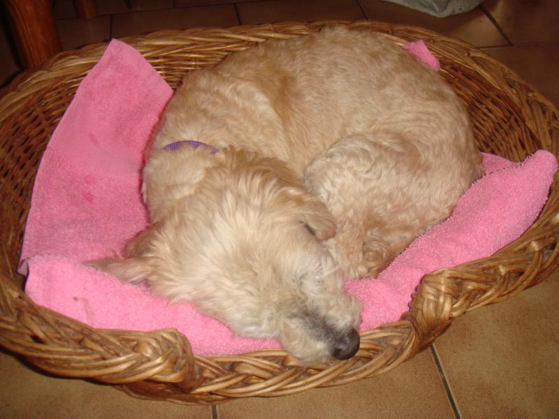 MILAINE F BICHON  12 ANS SPA GIEN (45) ADOPTEE PAR DAYSIE  839573DSC05652