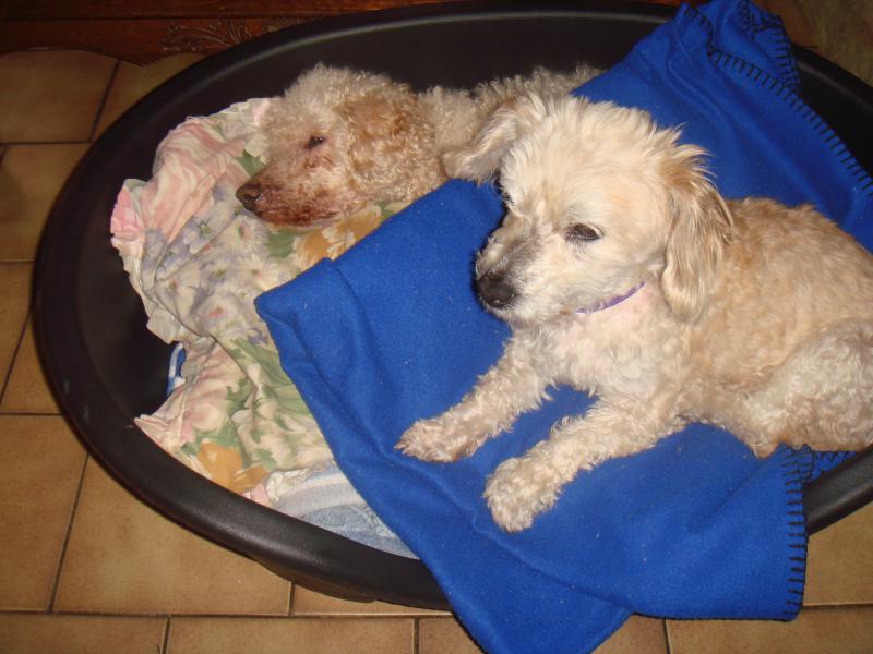 milaine - MILAINE F BICHON  12 ANS SPA GIEN (45) ADOPTEE PAR DAYSIE  839627DSC05809