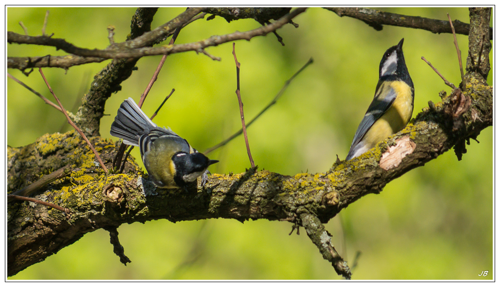 Les oiseaux des parcs 842803LR53P1140889