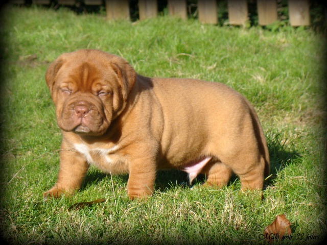 Kim z'orisku et Gentle Bazooka De la Tour gelée (Dogue de Bordeaux) - Page 2 842938DSC03686