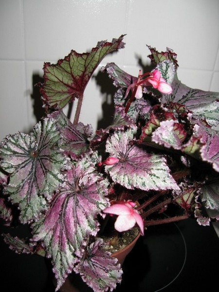 Nom de ce Begonia  843151begogio