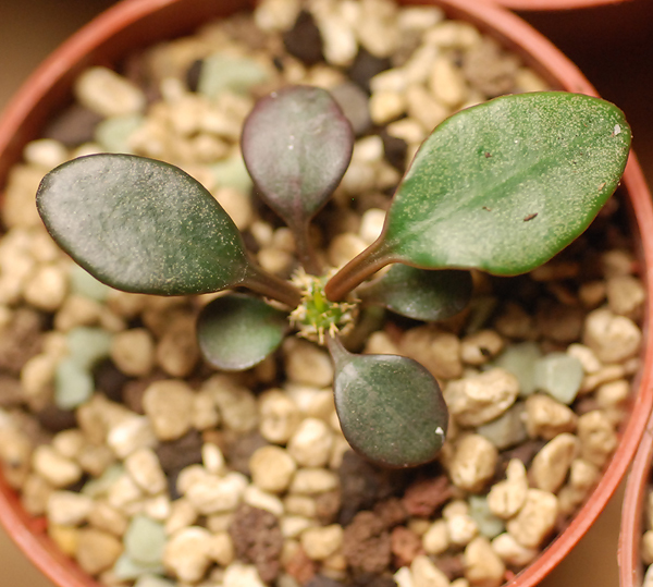 Euphorbia francoisii - Page 4 843722DSC1725