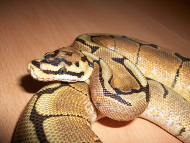 Meos Reptiles : Python Regius 8440641002509