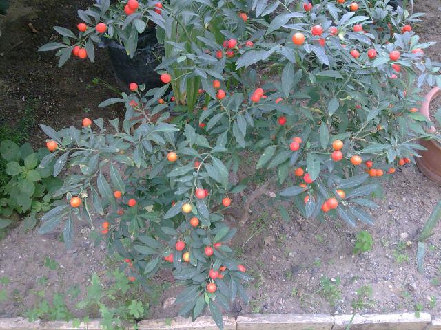 Solanum...ou pommier d'amour 844430Solanum__Physalis01_pommier_d__amour