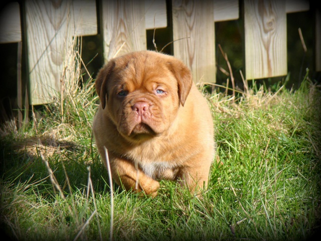 Kim z'orisku et Gentle Bazooka De la Tour gelée (Dogue de Bordeaux) - Page 2 844654DSC03678