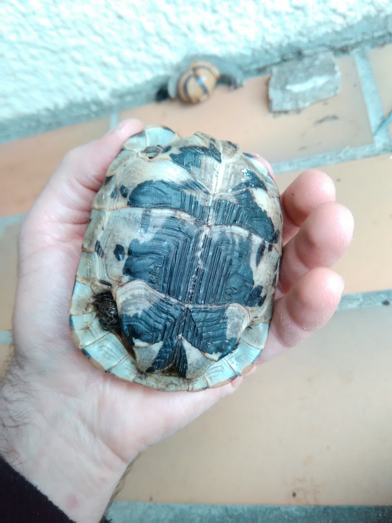 J'ai trouvé une tortue...  845225IMG20150905120610