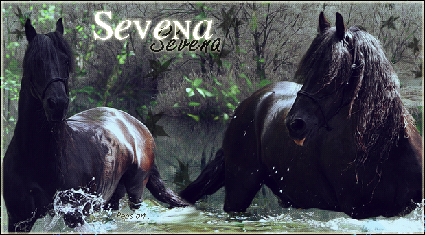 ♪ Chevaux noirs - Page 2 846575sev