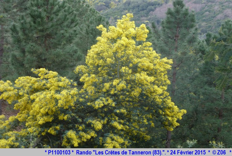 24 Février 2015 - Rando "les crêtes de Tanneron (83)"  847238P1100103