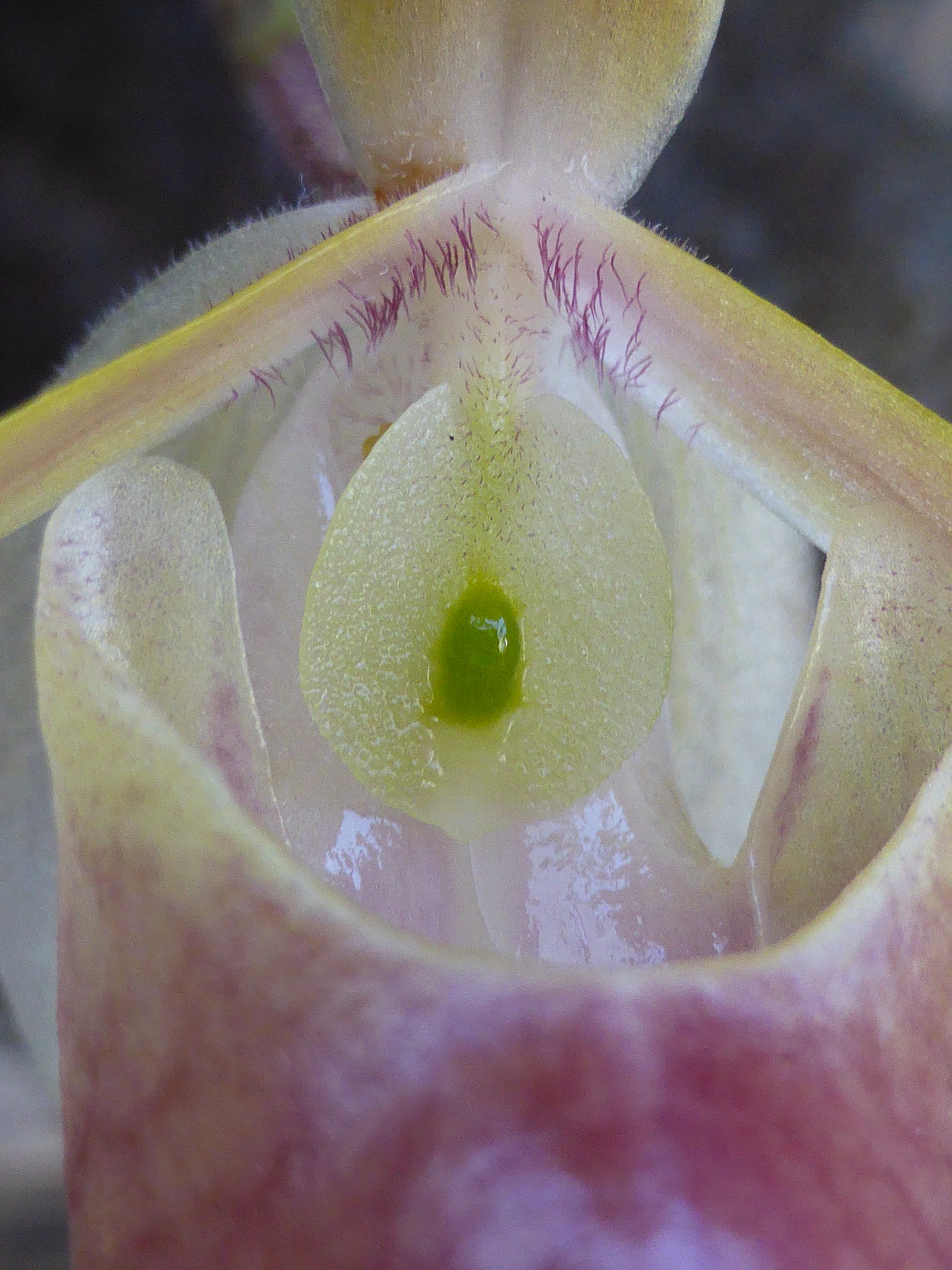 Paphiopedilum helenae 847633flooctobre2016e