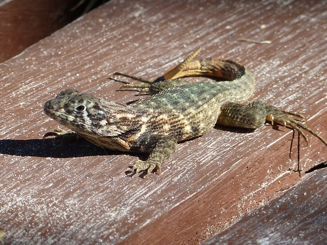 Petit lézard de Cuba 847881lezard1