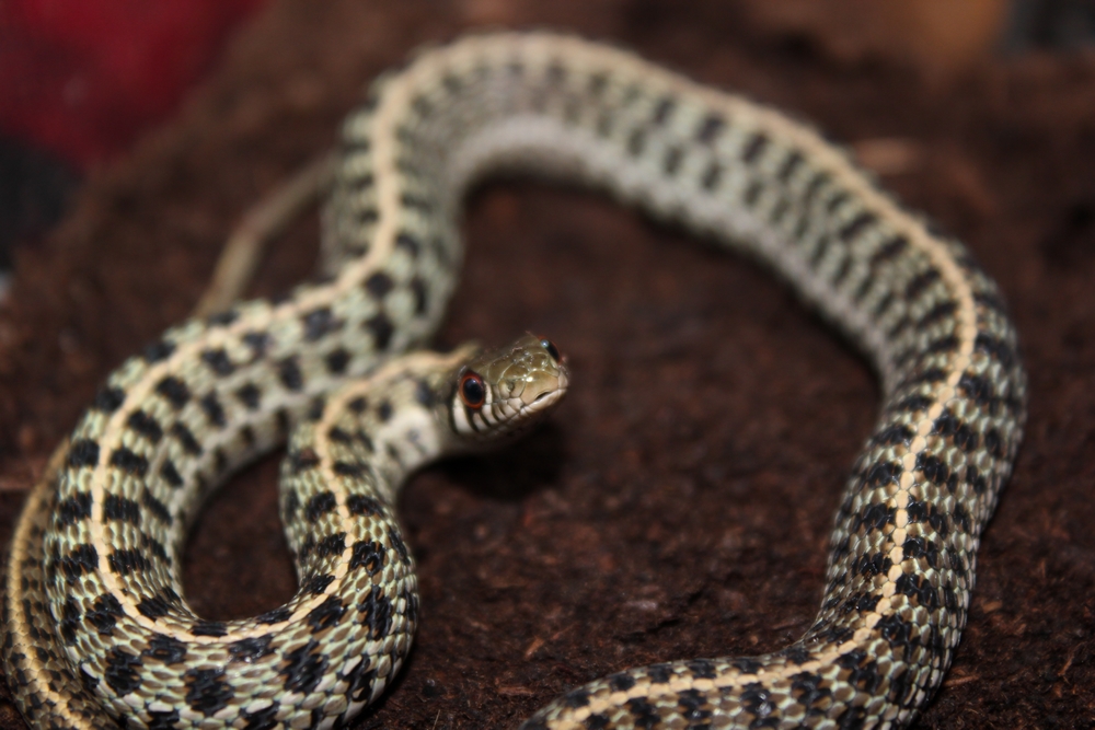 thamnophis marcianus marcianus ....  848311IMG7912r