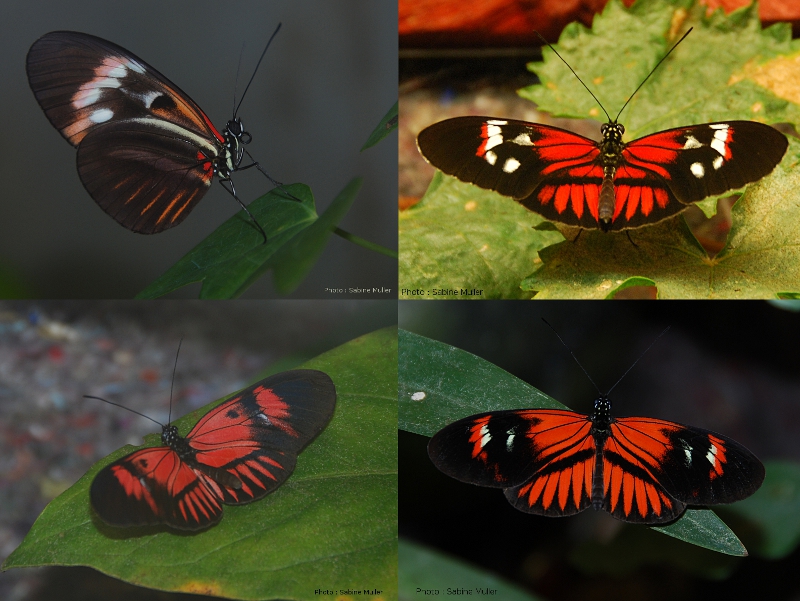 Heliconius melpomene 848548heliconiusmelpomenefestival02