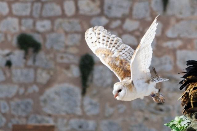 Les rapaces de Provins (77) 850513IMG_7203_DxO__640x480_