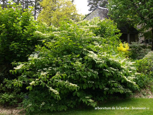 parc arboretum de la barthe - brommat (12) 852828mariesi