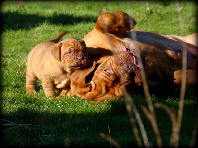 Chili Des Pas de Tacite X Honey bear De l'Aube Rouge (Dogue de Bordeaux) 853182DSC03670