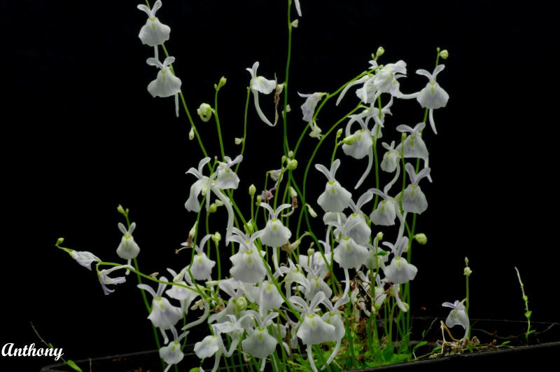 Les fleurs d'Utricularia 853312UtriculariaSandersonii3copy