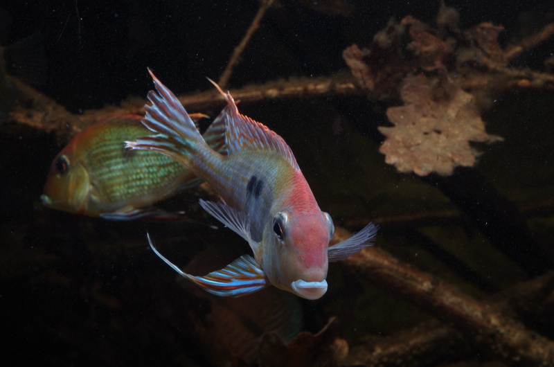 Geophagus sp. Read Head Tapajos 853768IMGP4024Copier