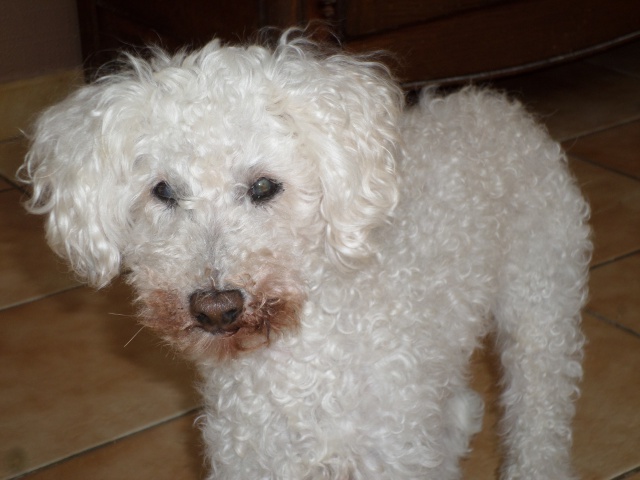 SKIPY CANICHE BLANC MALE 11 ANS - ADOPTE  - Page 4 854529SAM2408