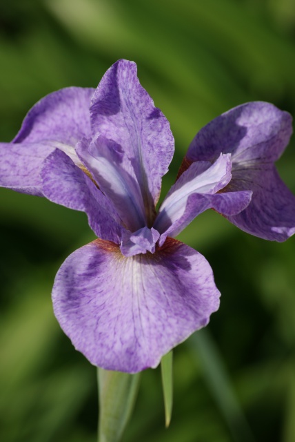 Iris sibirica - iris de Sibérie 854702052