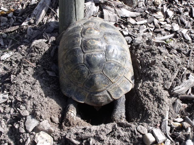 ma vénérable et adorable mémère Boettgeri - Page 2 8547239312