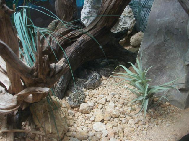 Vivarium de la ménagerie du Jardin des Plantes 8574101009788