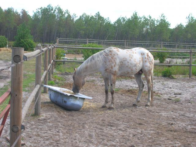 BALADE AU LAC DE BISCARROSSE RANCH ELDORADO 858182DSCN3085